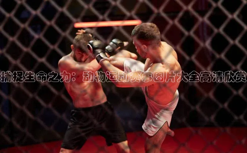 捕捉生命之力：动物运动赛事图片大全高清欣赏